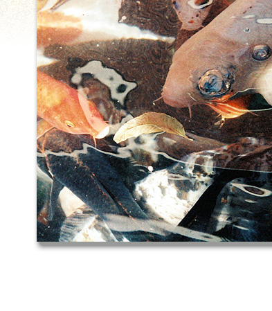 Stock Photography: Animals