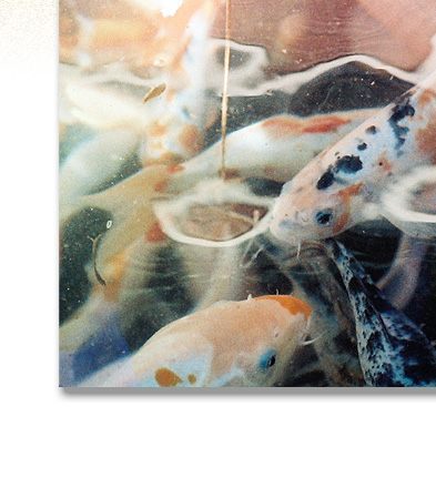 Stock Photography: Animals