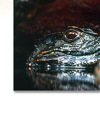 Stock Photography: Animals